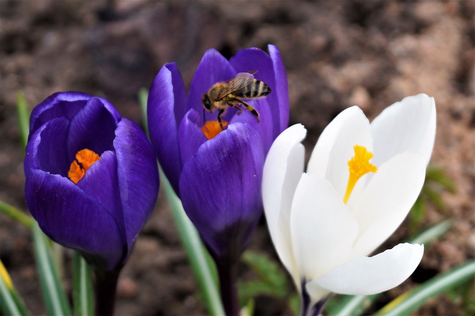 Crocuses have bloomed today - My, Crocus, Flowers, Bees, Friday tag is mine