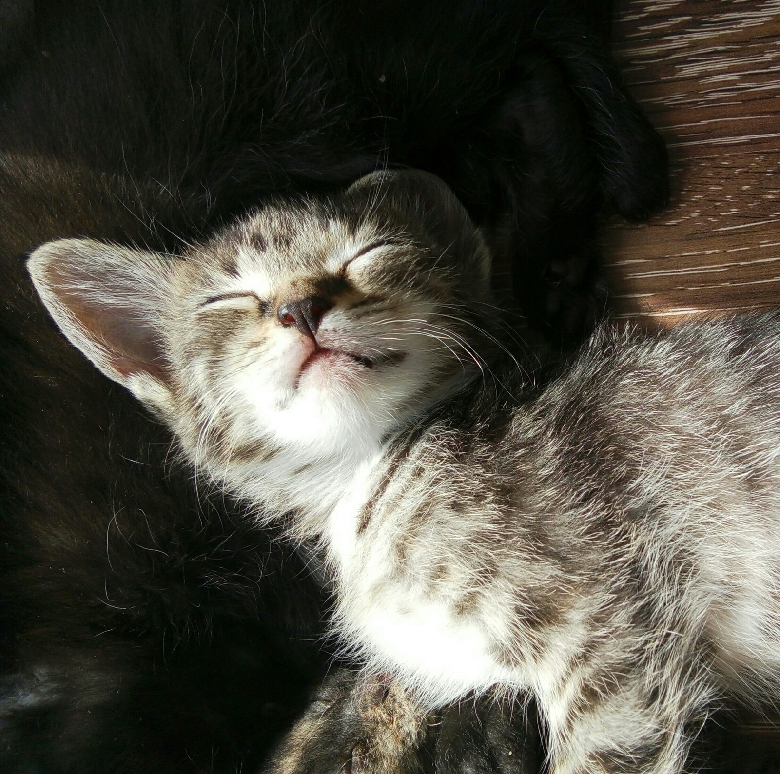 Спящие коты | Пикабу