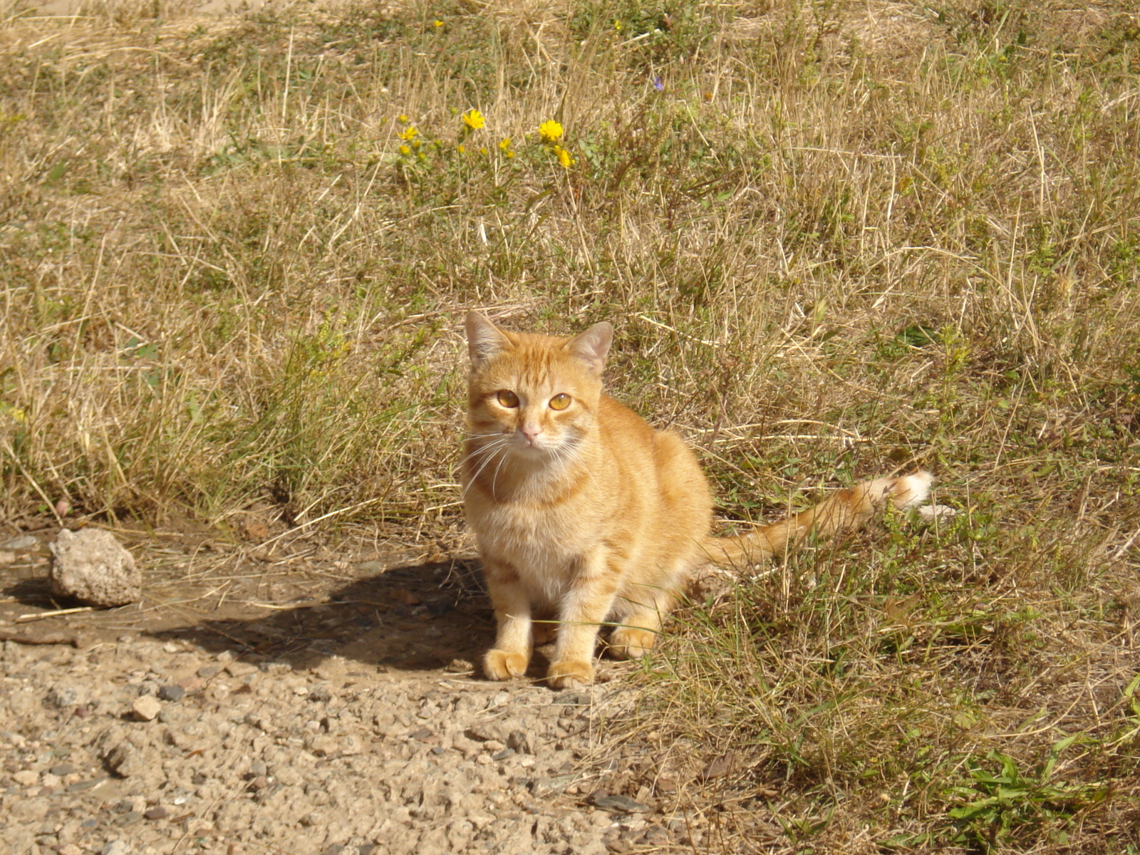 Not homemade - My, Portrait, , The photo, Longpost, cat