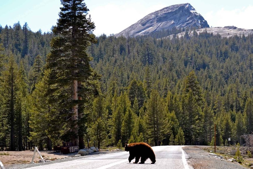 Yosemite: one of the most beautiful places in the USA - Yosemite National Park - beauty, Beautiful view, Sight, Waterfall, The park, On a note, Animals, The mountains, Video, Longpost