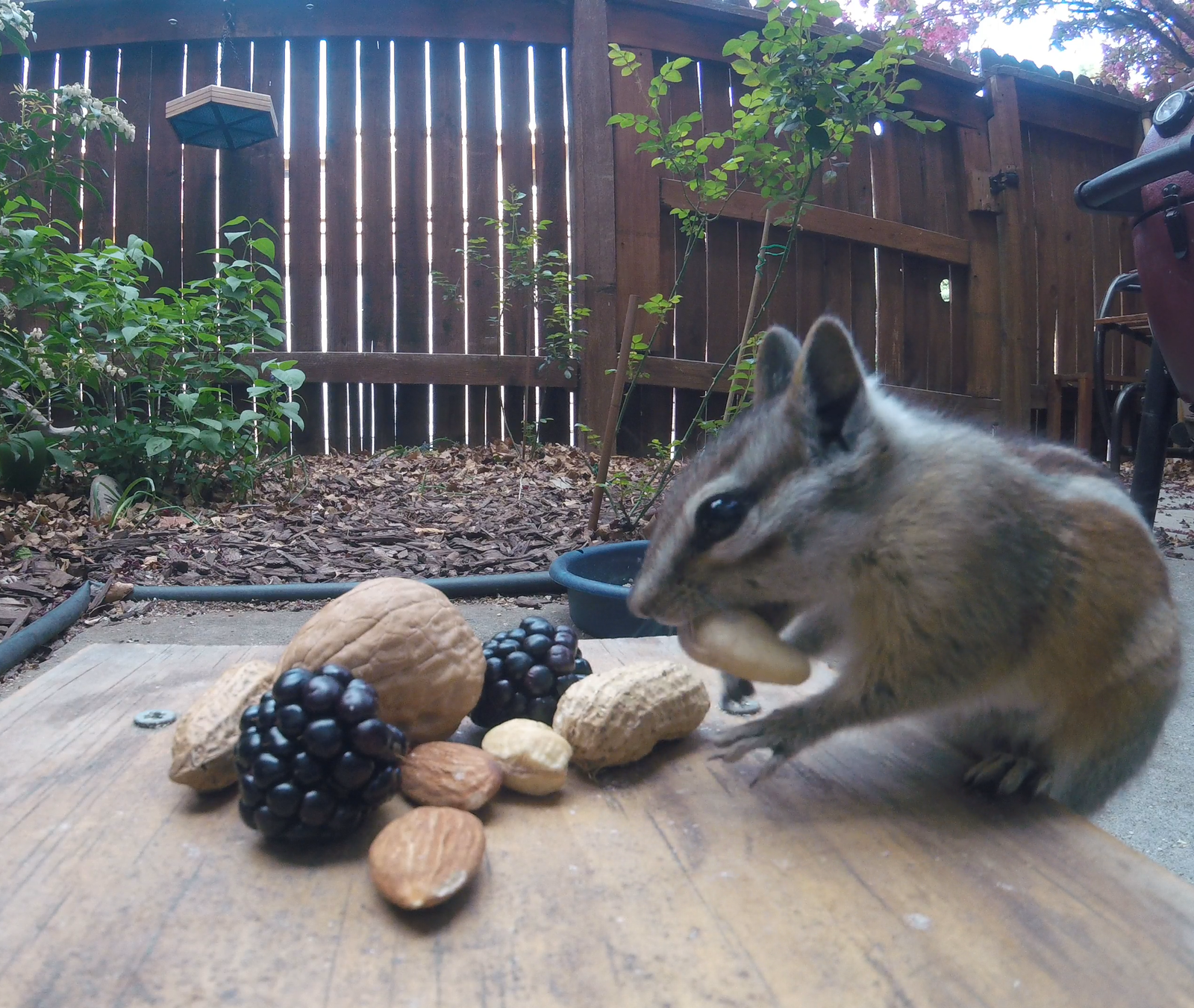 fed up - My, Chipmunk, The photo, Backyard