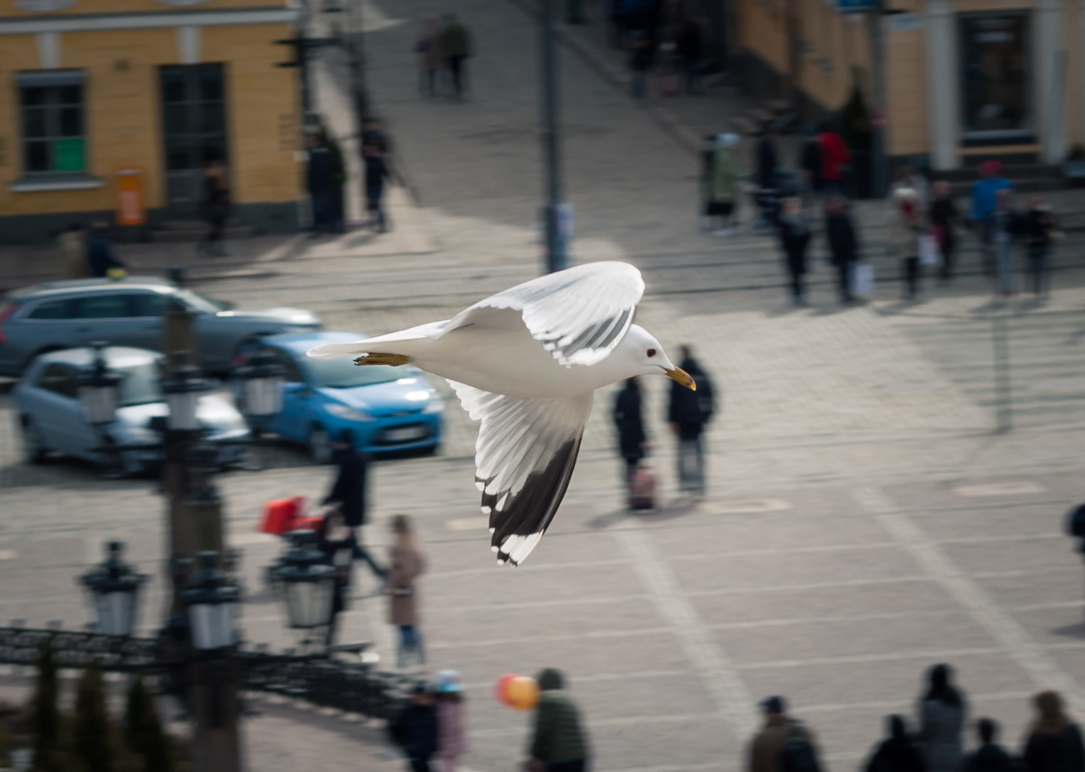 Seagulls of Helsinki - My, Beginning photographer, Seagulls, Birds, Longpost