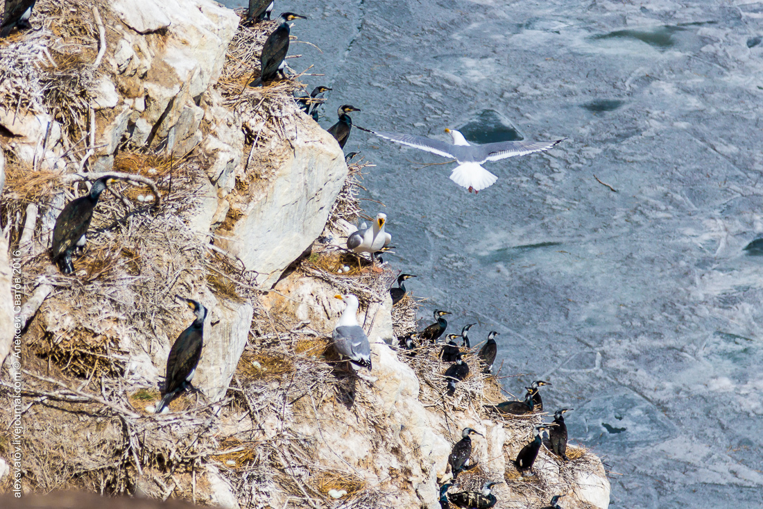 cormorant share - My, Birds, Cormorants, Buryatia, Longpost