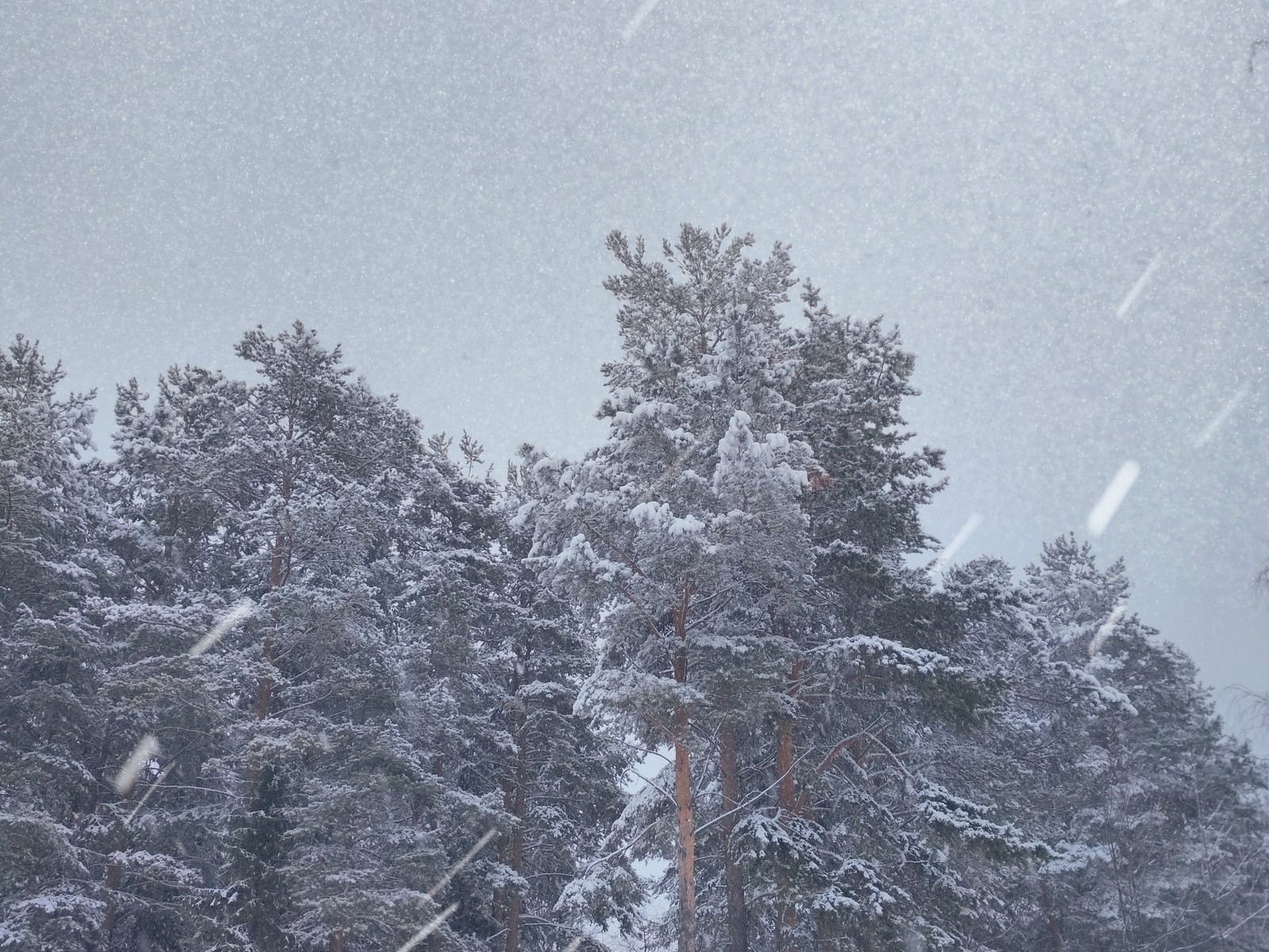 Just a beautiful picture - My, The photo, Snowfall, Tree