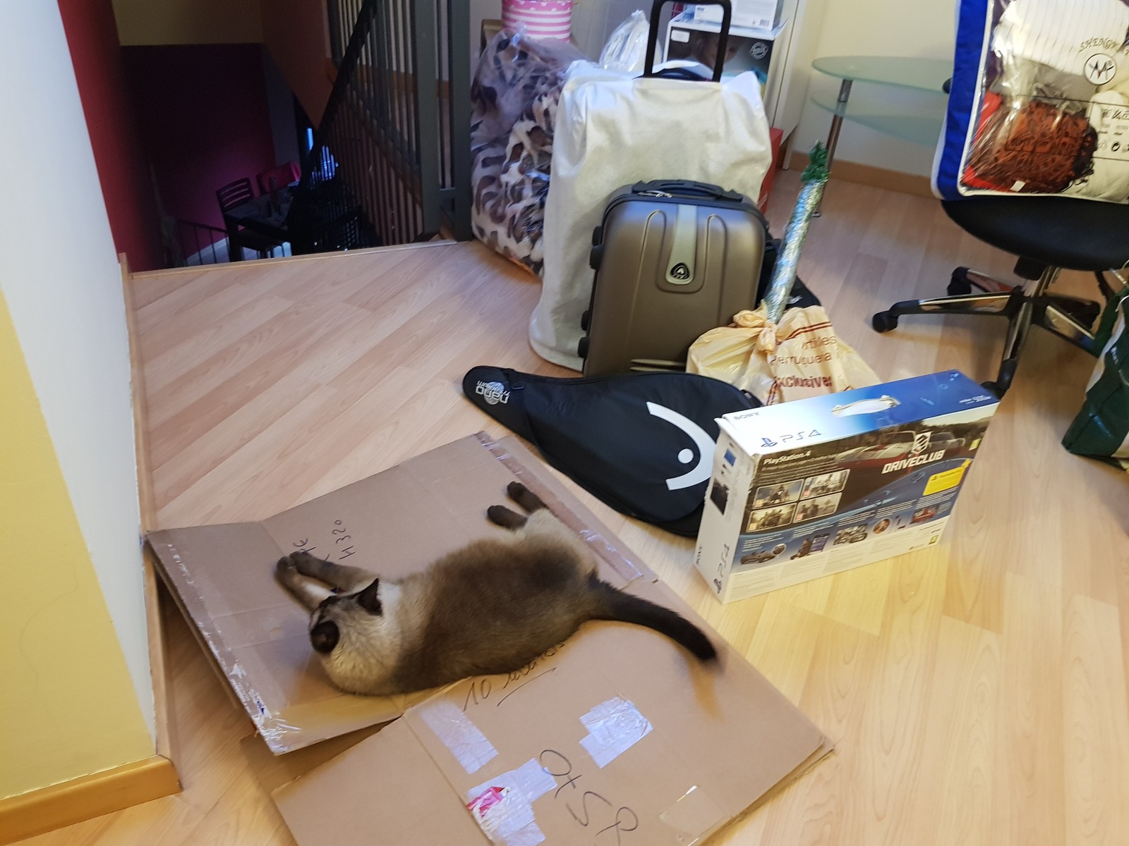 Peaceful protest - My, cat, Relocation, Box