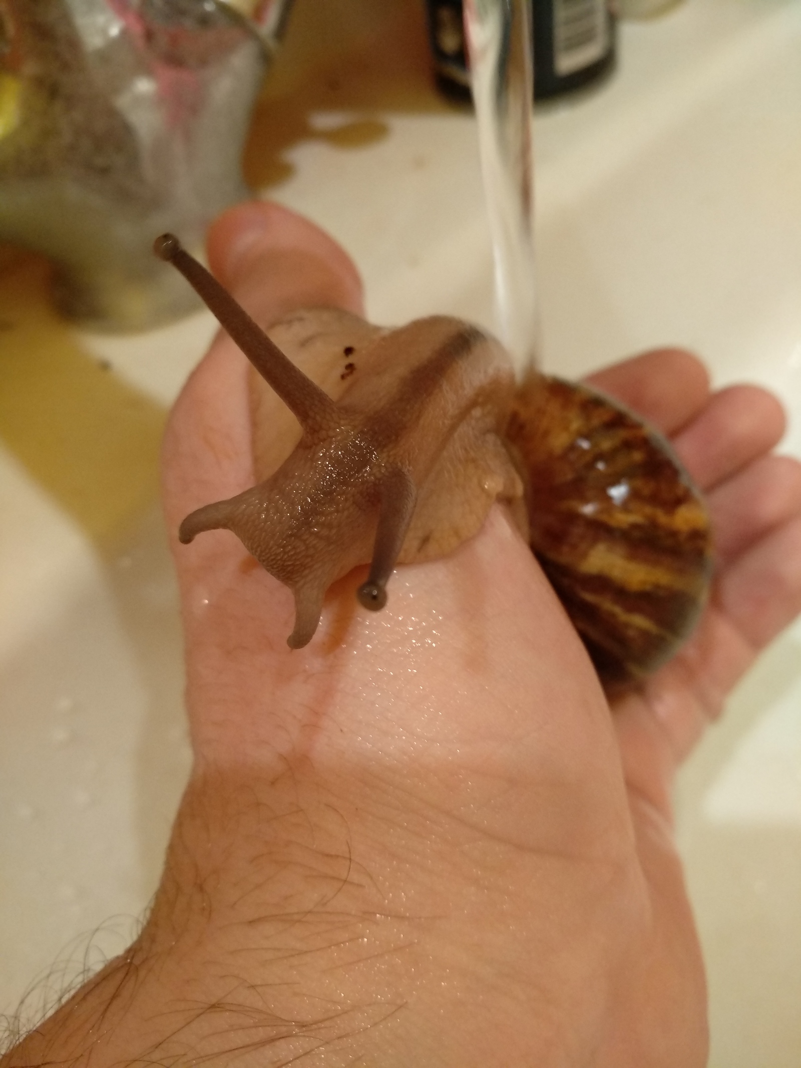 Stepashka is bathing. - My, Achatina, Snail, Longpost