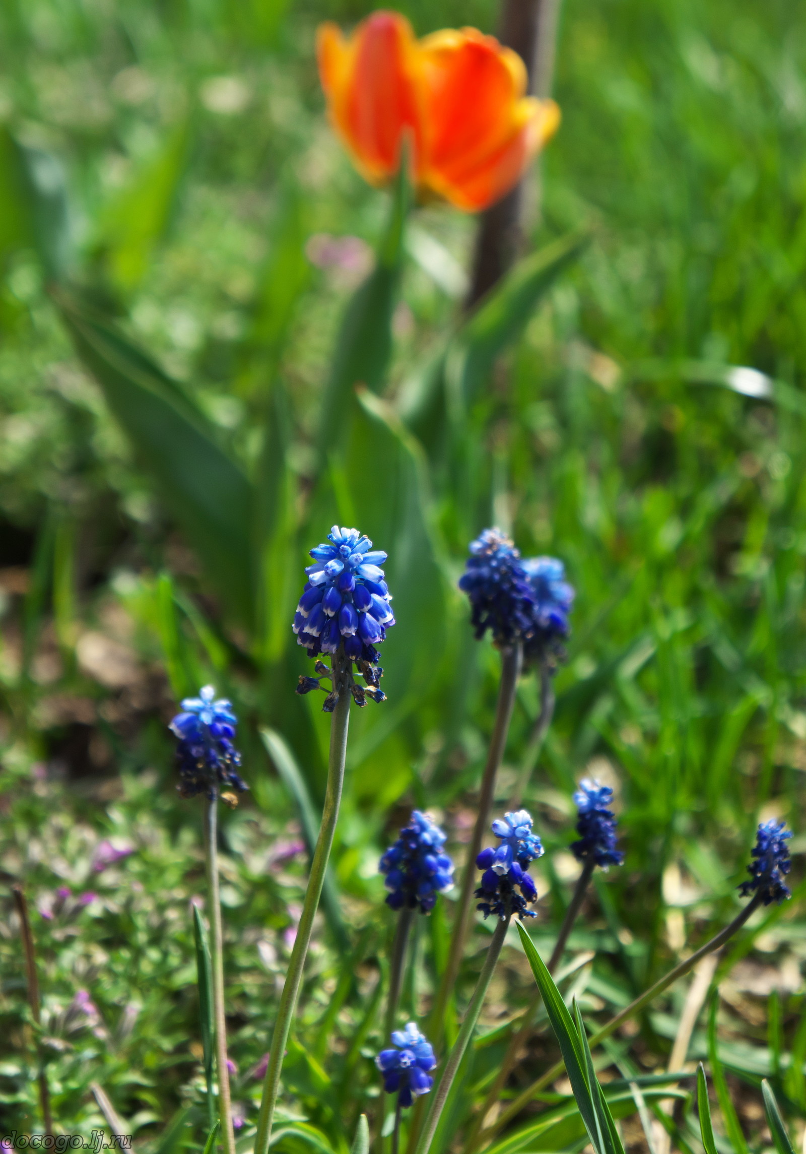 Red-handed spring turnout - My, Spring, Plague spring, Flowers, Kalach-on-Don, Longpost