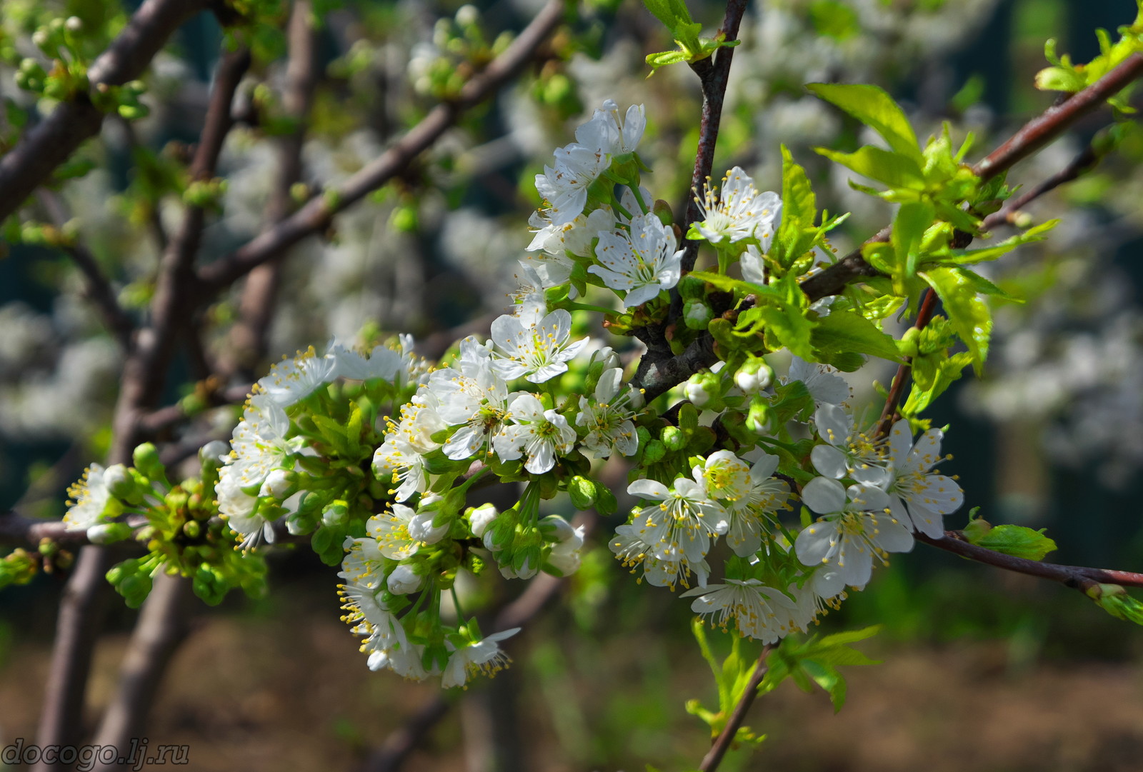 Red-handed spring turnout - My, Spring, Plague spring, Flowers, Kalach-on-Don, Longpost