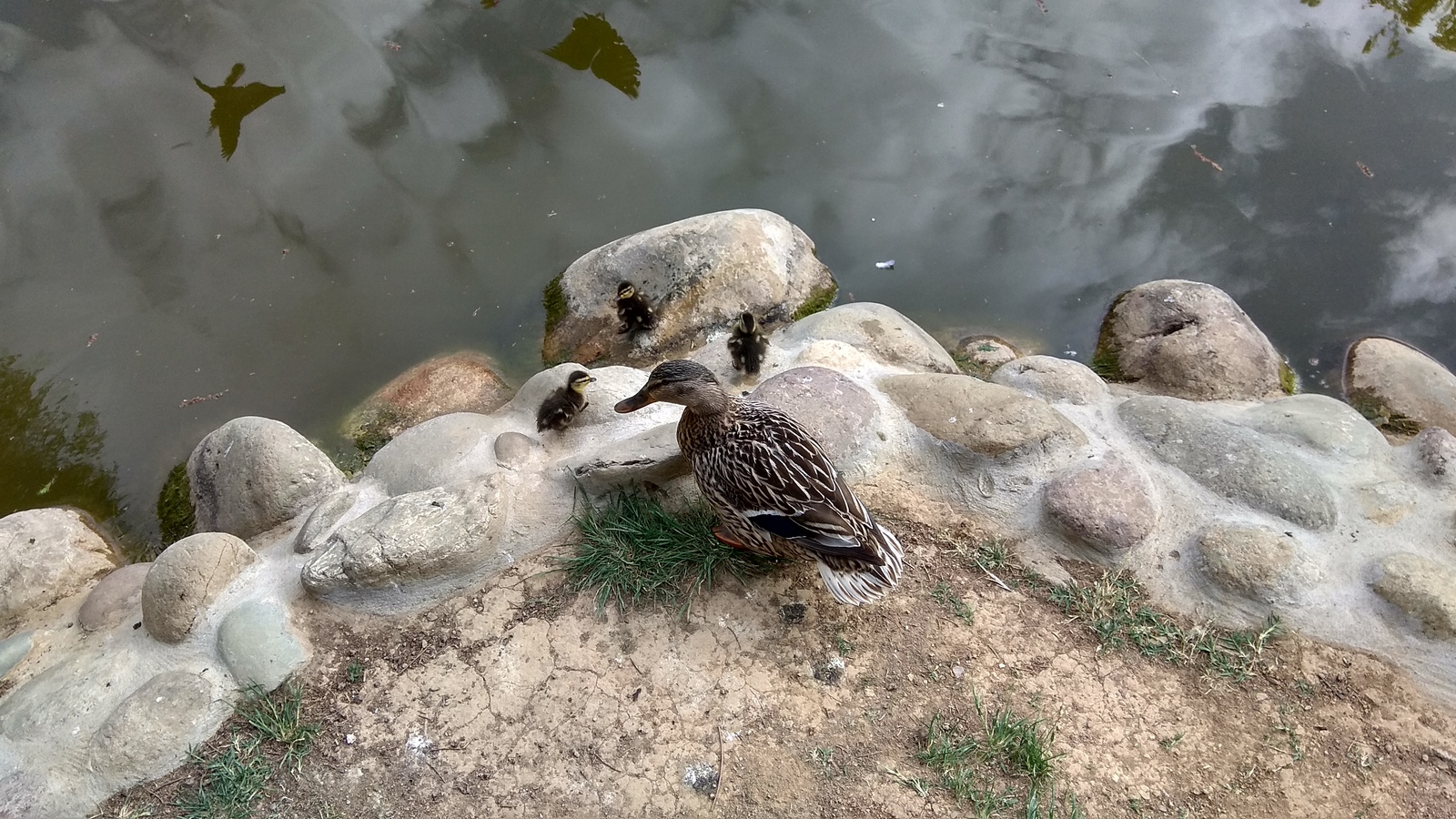 Duck and ducklings - Duck, Ducklings, The park, Pond, Italy, Longpost