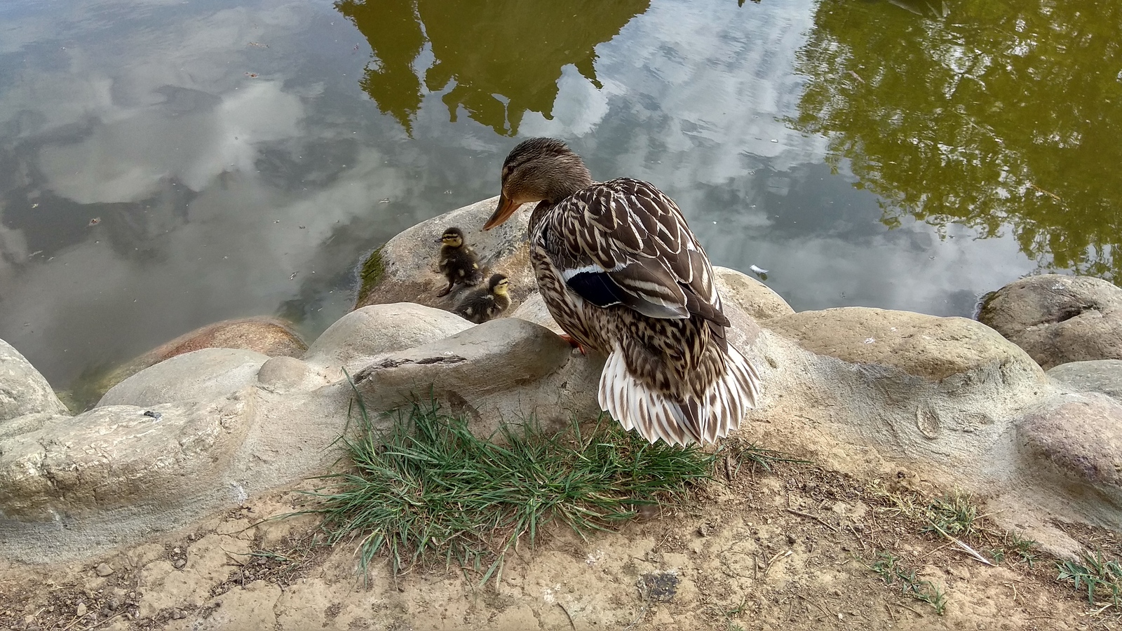 Duck and ducklings - Duck, Ducklings, The park, Pond, Italy, Longpost