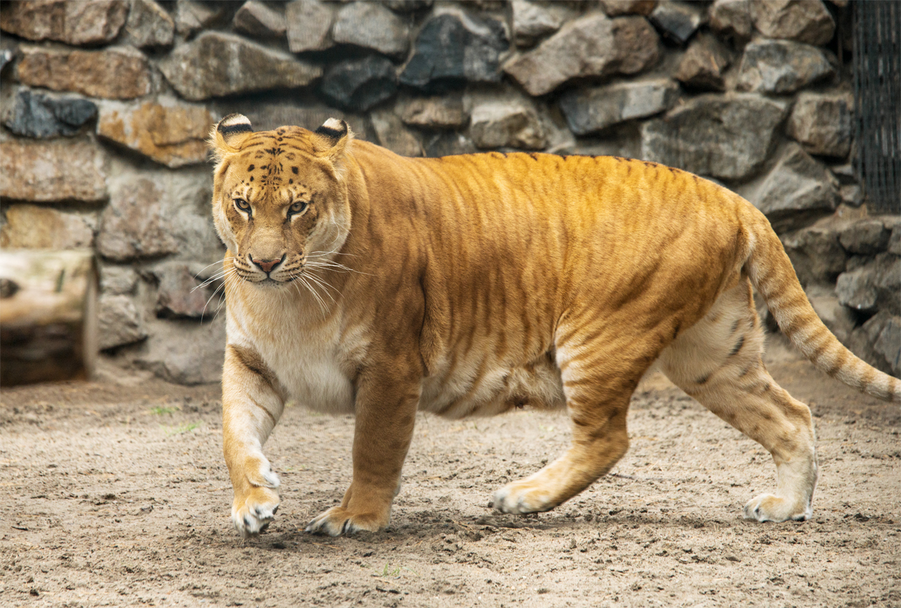 Pets of the Novosibirsk Zoo: ligers - My, Liger, , Zoo, Novosibirsk Zoo, Hybrid, Rare animals, Selection, Predator, Longpost, Rare view