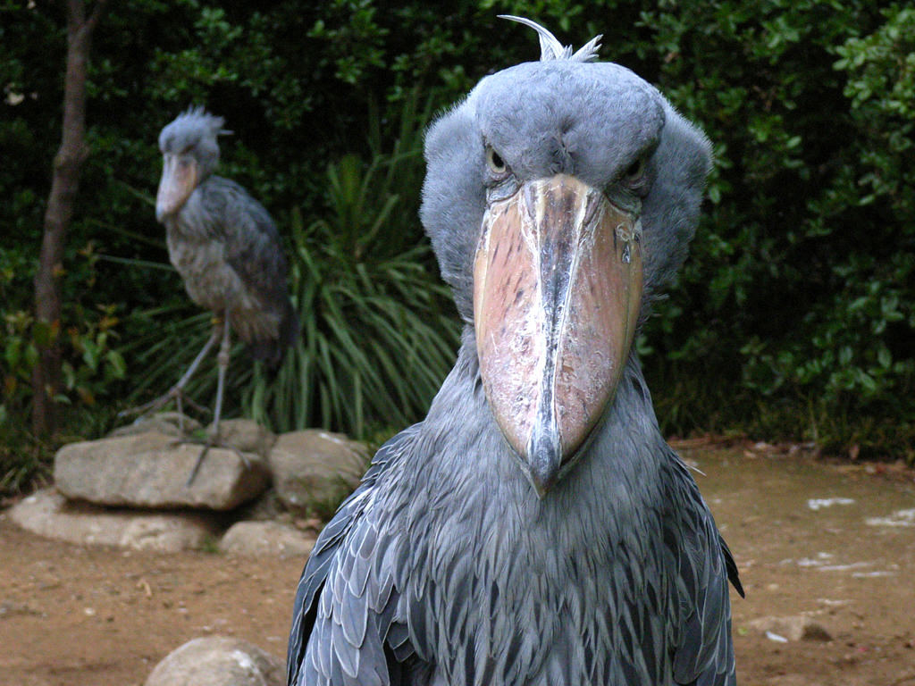 Book of Animals: Kitoglav - My, Shoebill, Animals, Wild animals, Animal book, Longpost