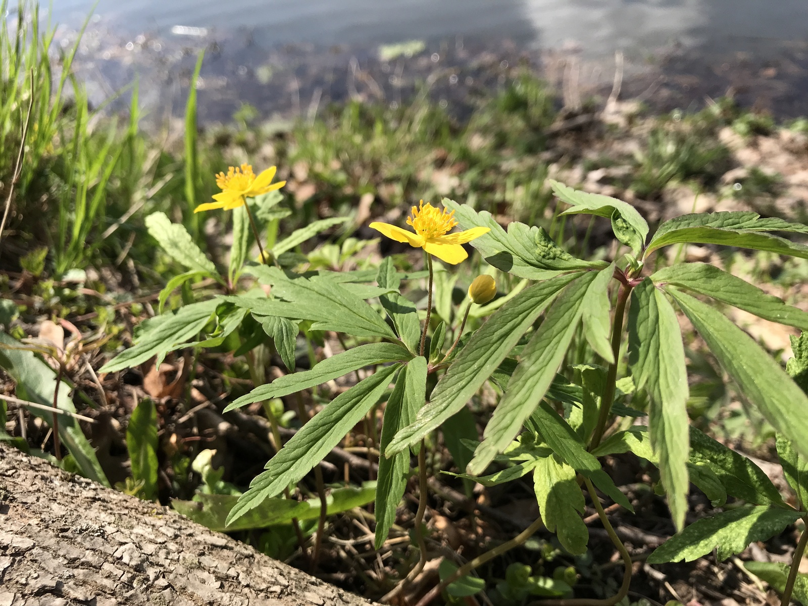 A little green. - My, Iphone 7 plus, Obninsk, Nature, Flowers, Butterfly, Longpost