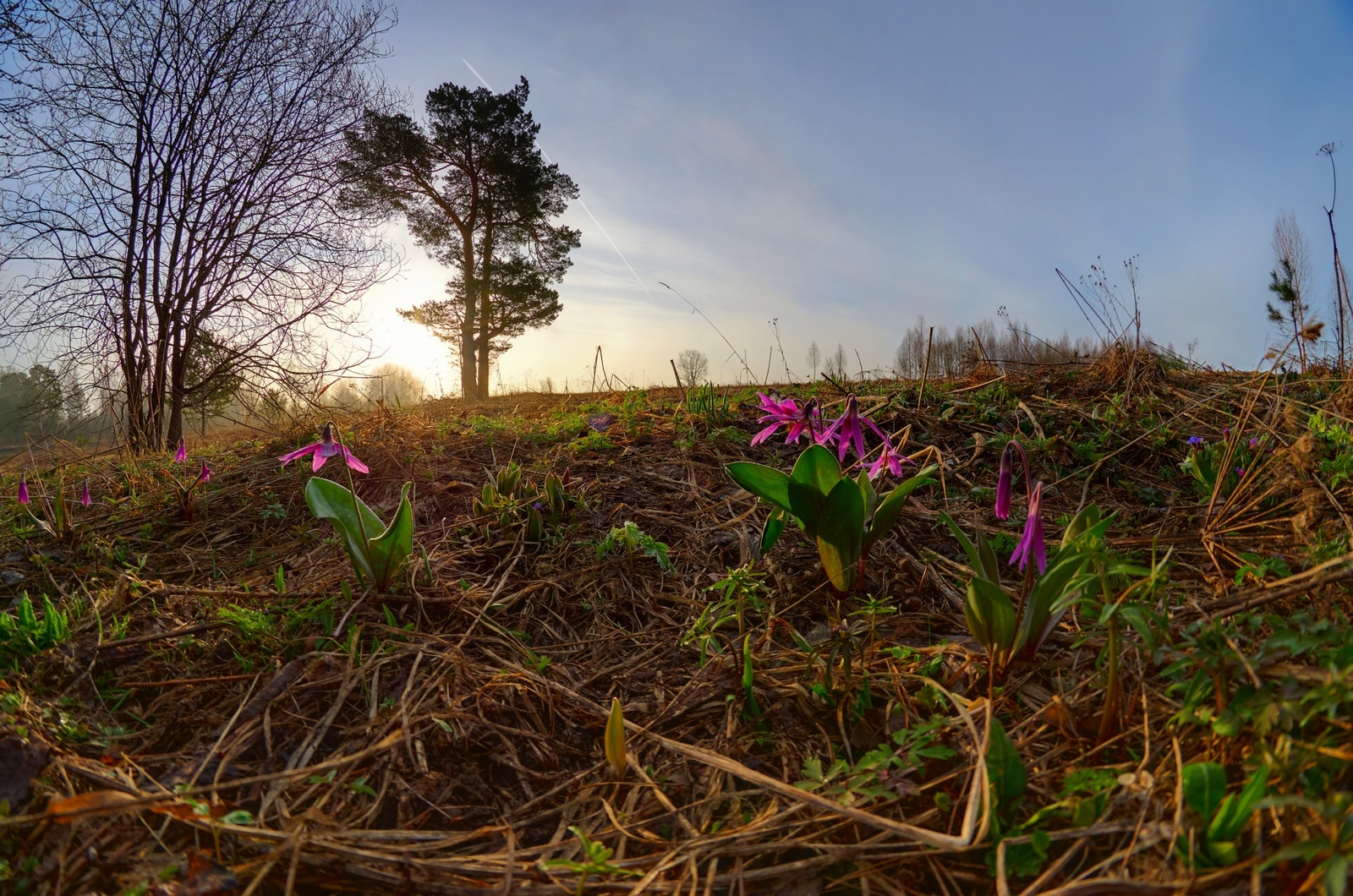 Siberian morning - My, Siberia, Fog, Morning, HDR, Spring, Nature, Longpost