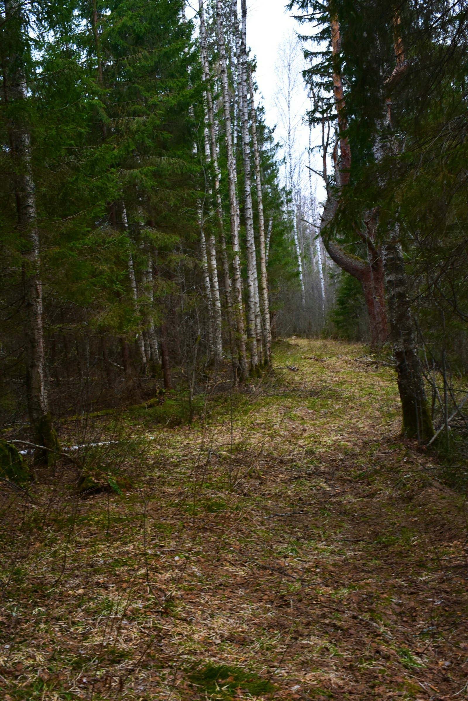 Swamp again... - My, Nature, Beginning photographer, Nikon d3400, Forest, Beaver Hut, River, Longpost