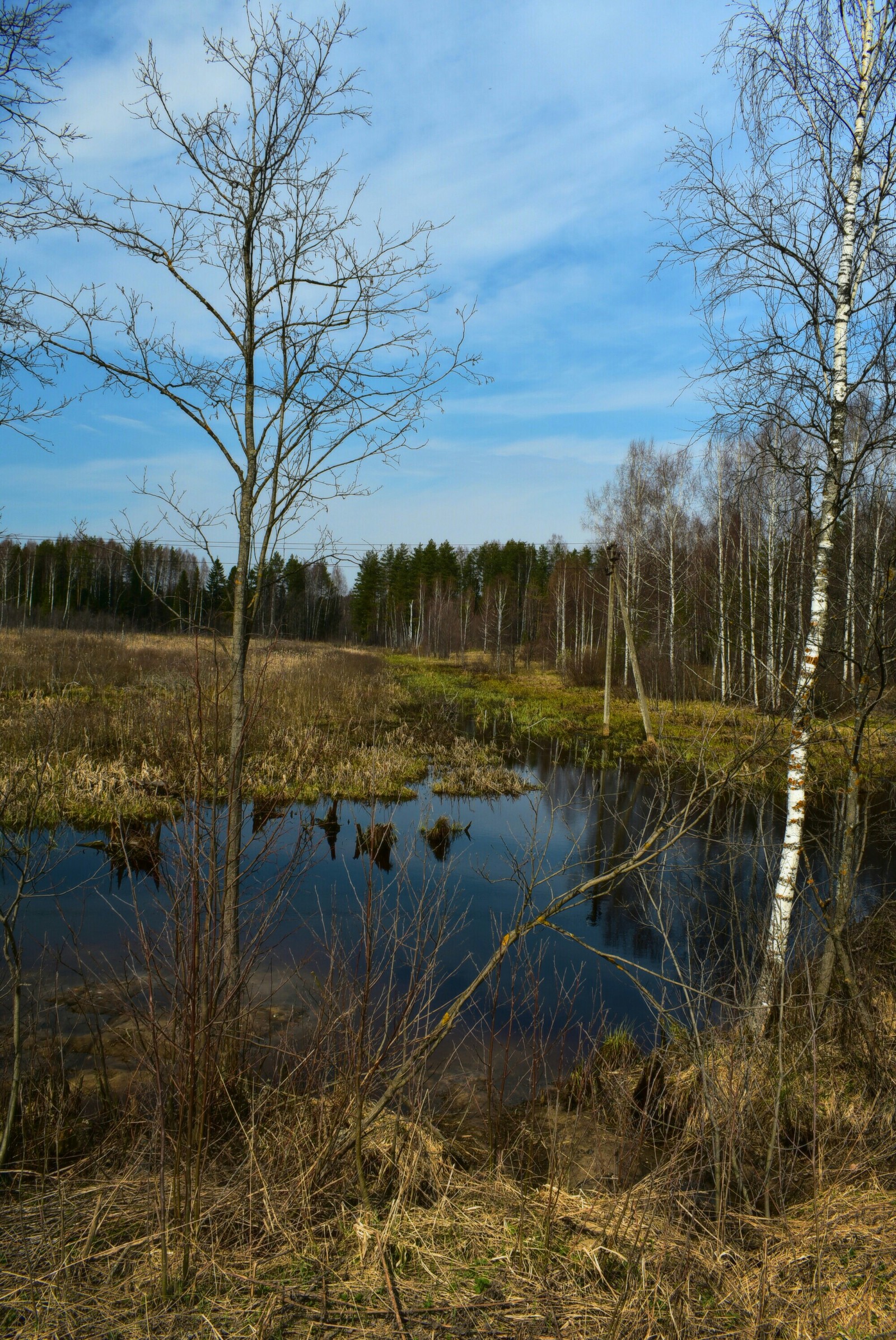 Swamp again... - My, Nature, Beginning photographer, Nikon d3400, Forest, Beaver Hut, River, Longpost