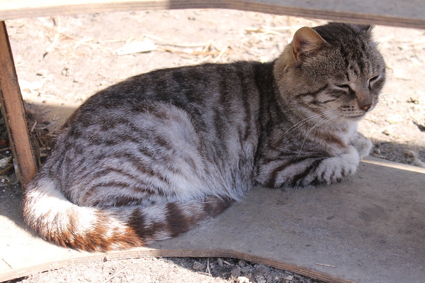 Мой личный Котоленд 125 - Моё, Кот, Приют, Помочщь, Доброта, Липецк, Котоленд, Длиннопост, Приют Котоленд