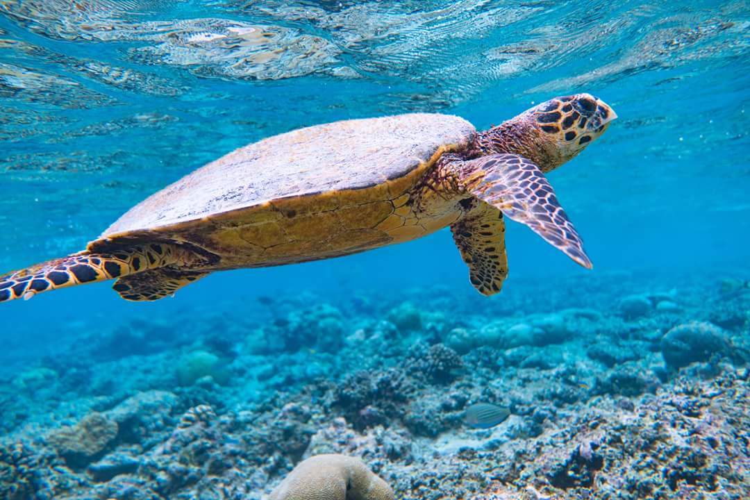 Maldives under and over water - My, The photo, Nature, Indian Ocean, Maldives, A fish, Longpost