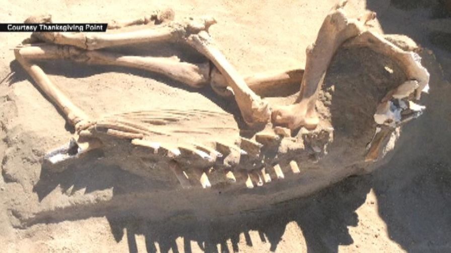 Utah family finds ancient horse in backyard - My, Paleontology, news, Horses, Find