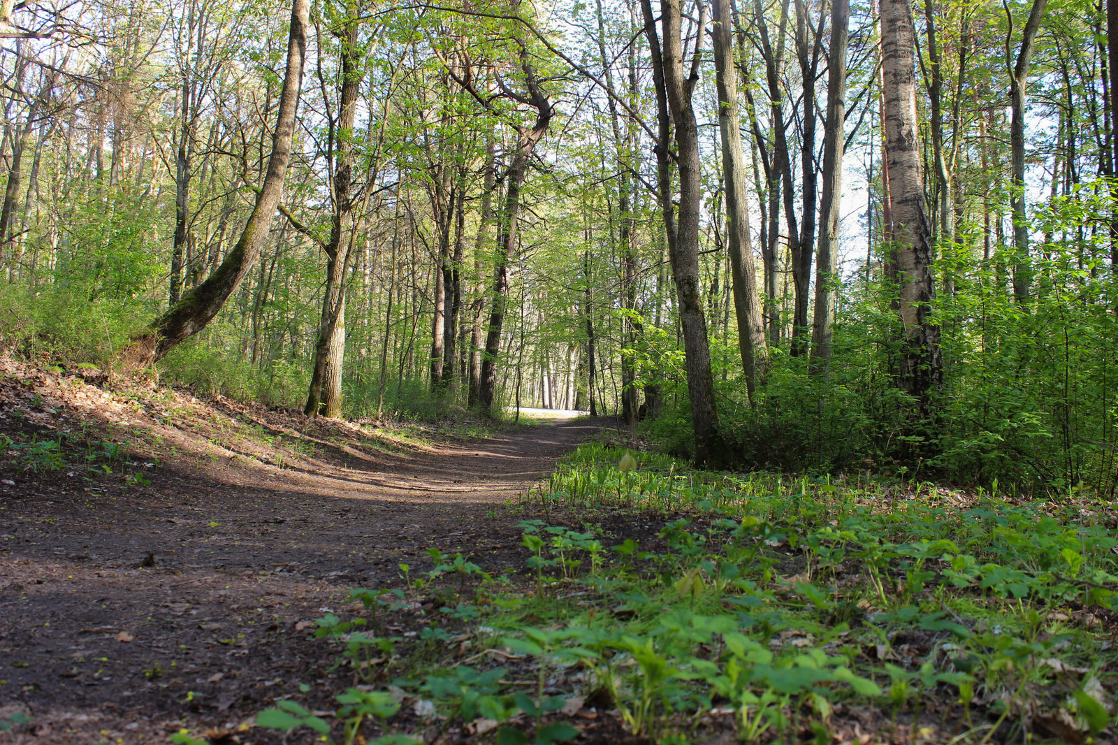 In the woods - My, Forest, Gusev, Gumbinnen, Kaliningrad region, Longpost