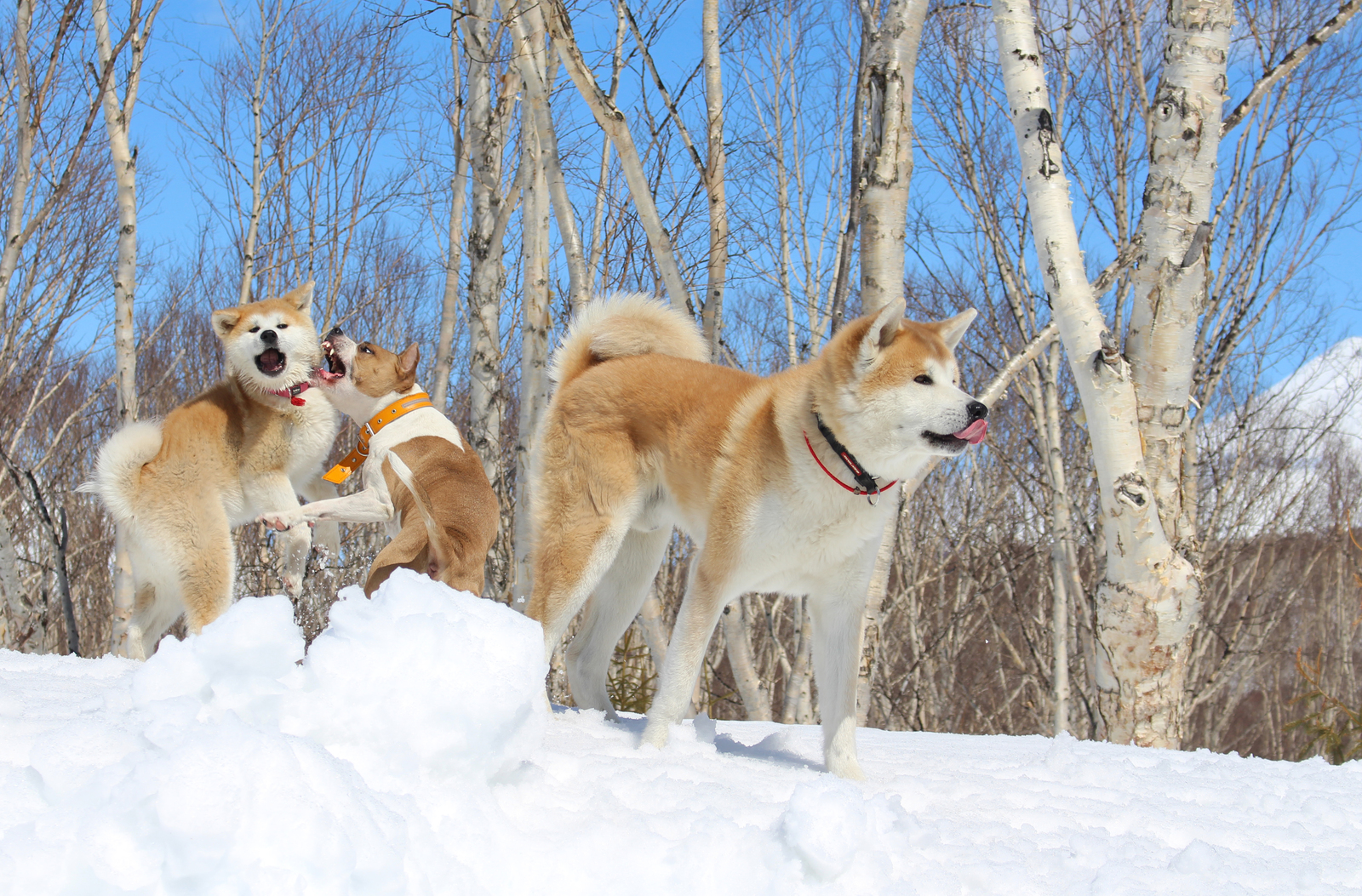 Walk in the May Kamchatka forest - My, Akita inu, Pitbull, Dog, Forest, Kamchatka, Longpost