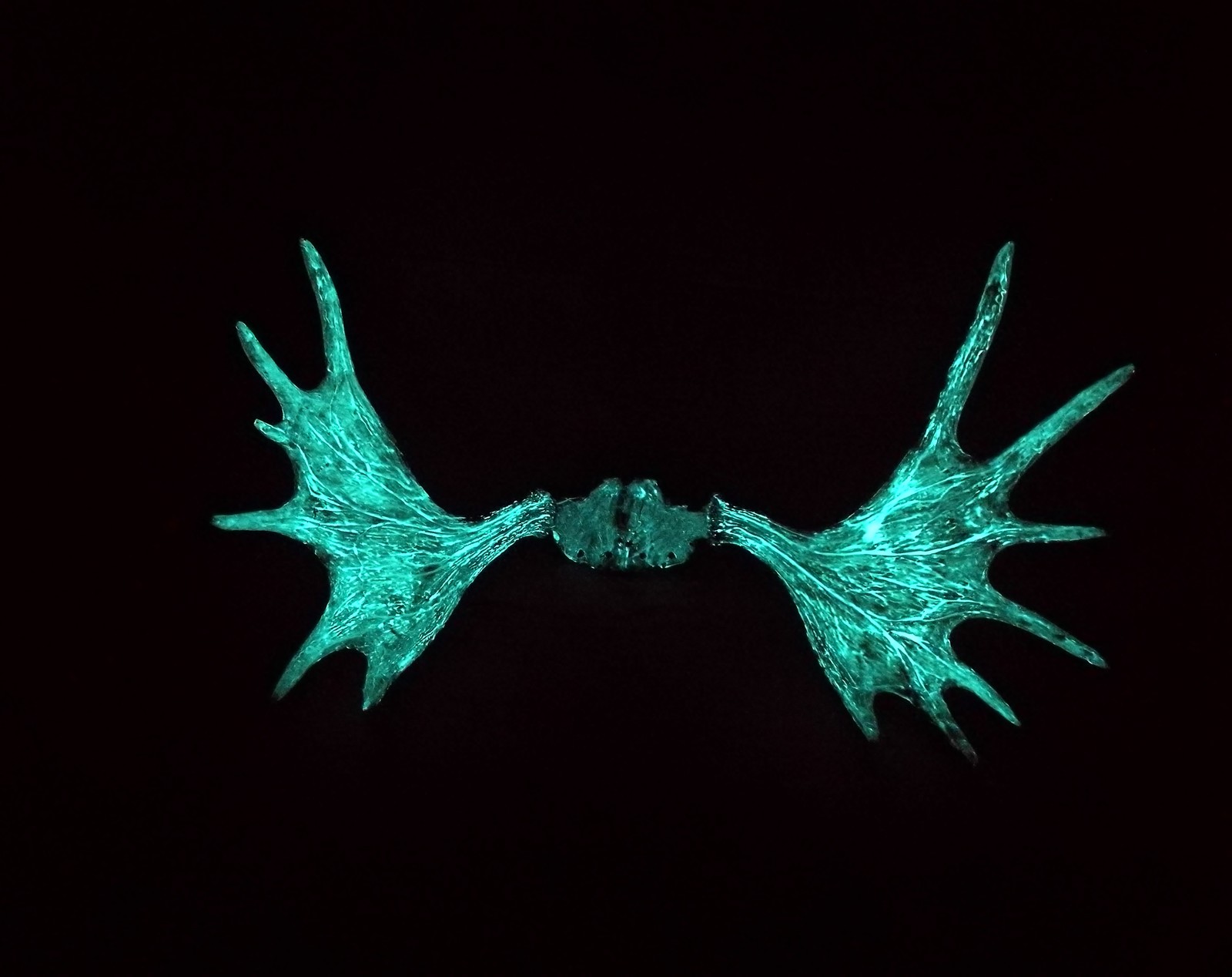 glowing horns - My, Horns, Phosphor, Luminescence, Longpost