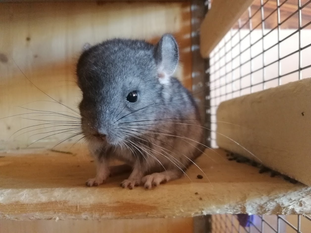 Chinchillas are looking for a new home. - My, Chinchilla, Rostov-on-Don, No rating, Longpost