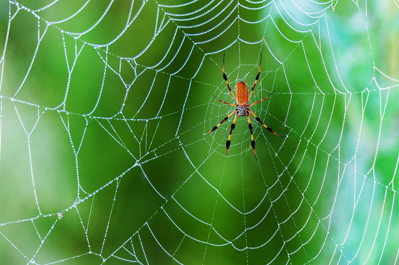 Why don't spiders stick to their own webs? - Nature, Spider, Web, Arachnophobia, Biology, Scientists, The photo, Longpost