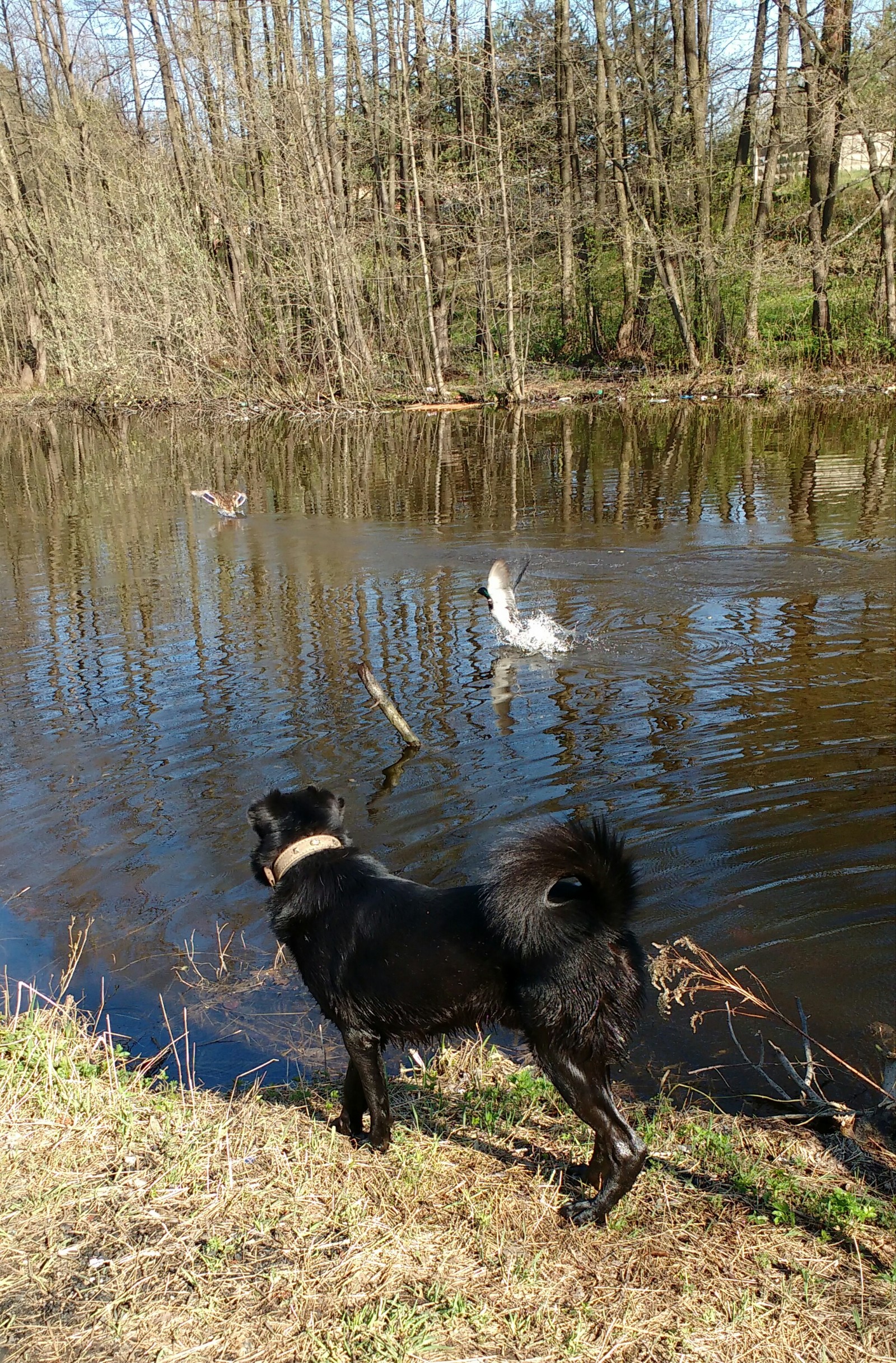 The park - My, Weekend, Dog, Nature, Longpost