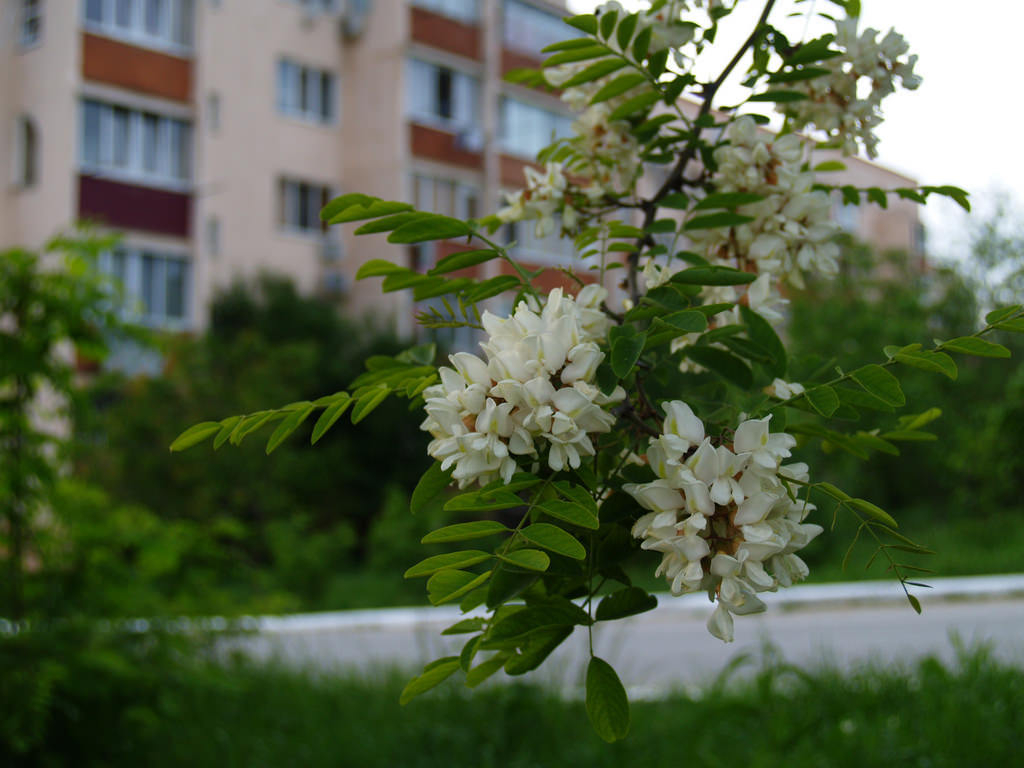 May evening - My, The photo, Nature, Evening, May, Spring, Gelendzhik, Longpost