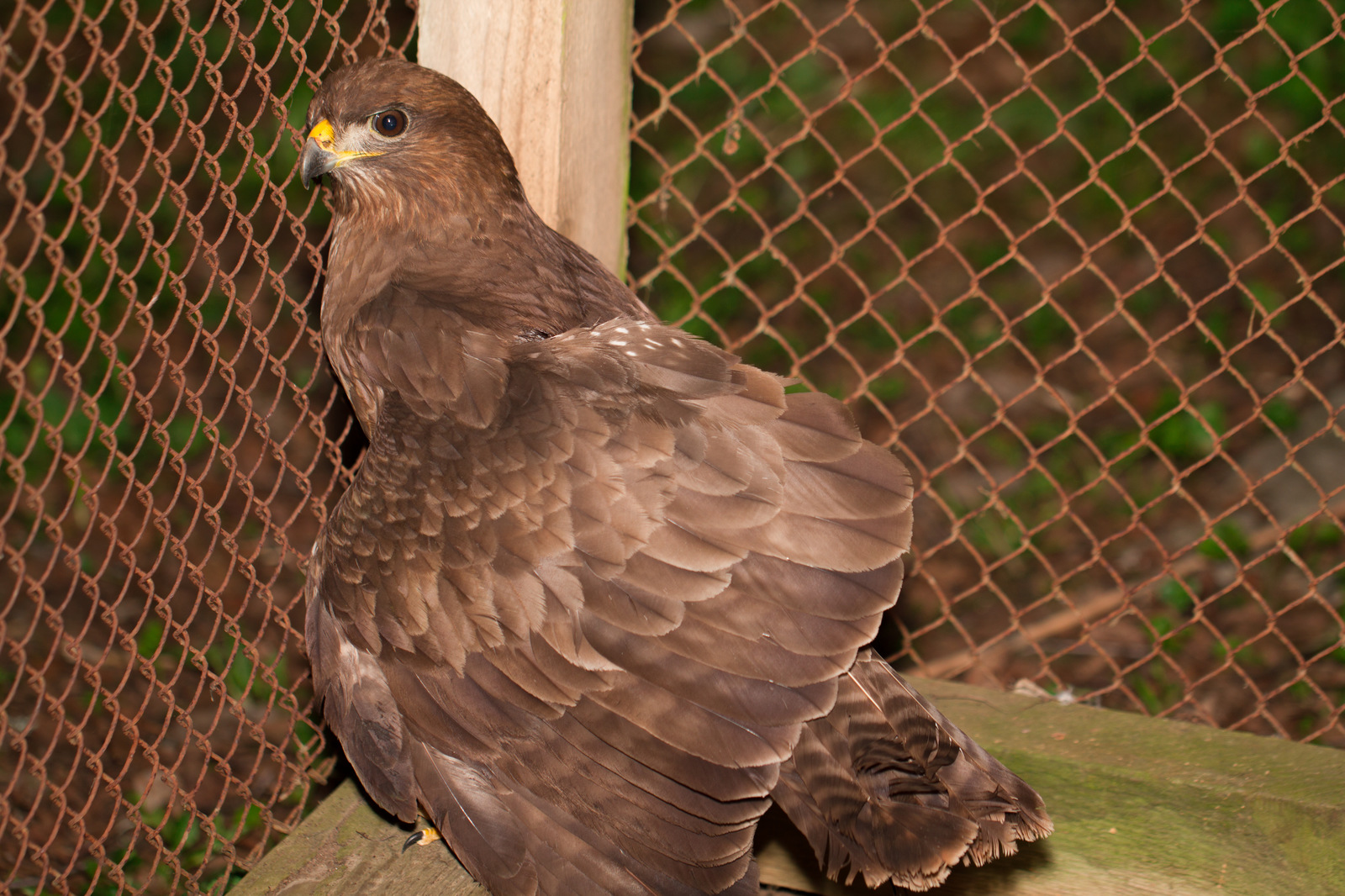 Found a Buzzard with a damaged wing. - My, Buzzard, Ornithology, Sorry for the bird, Help, Longpost