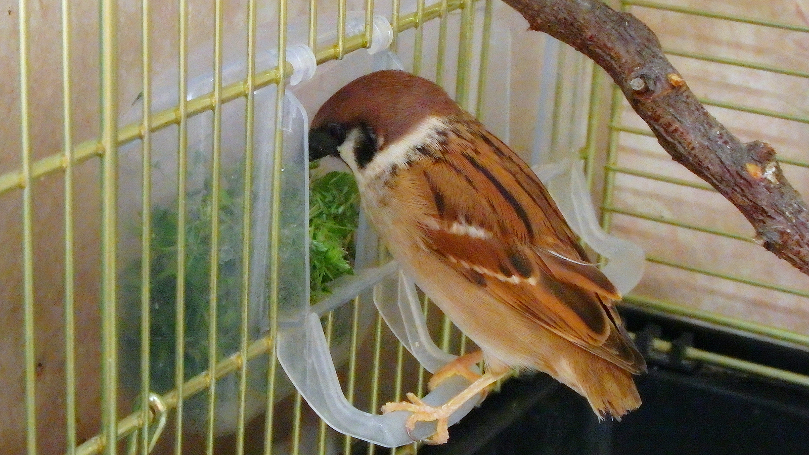 Green paradise for birds. - My, Birds, A parrot, Corella, Nutrition, Greenery, Sparrow, Longpost