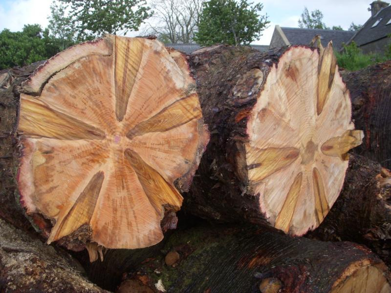 Unique saw cut of a tree. The copyright names have been preserved. - Sawing wood, Crafts, Carpenter, Longpost