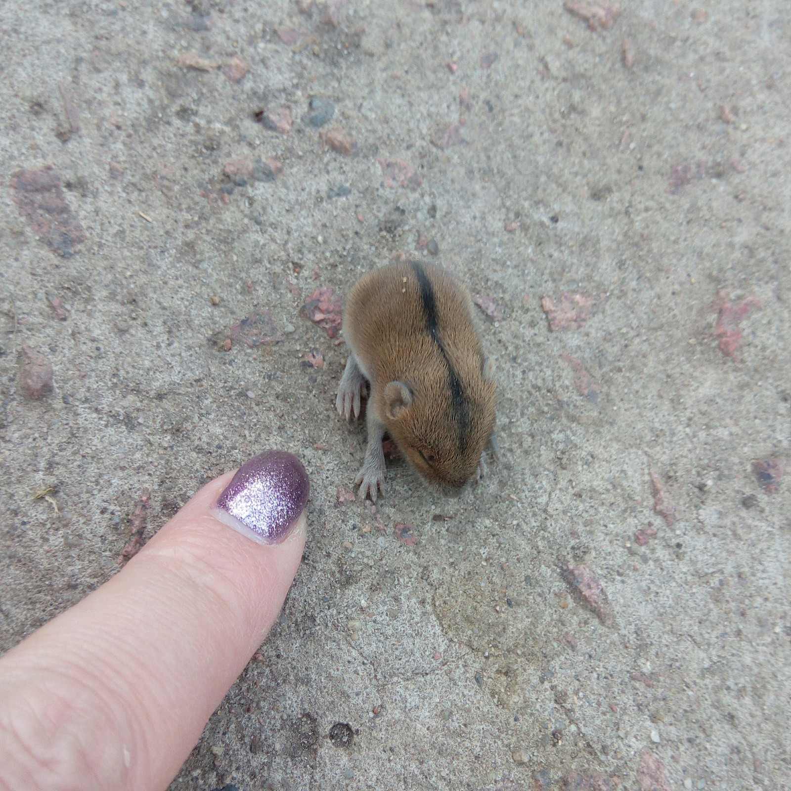 Who is this? - My, Mouse, Rodents, Animals, Question, What's this?