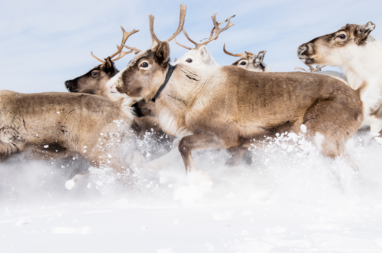 Yamal, beautiful and unforgettable... We will definitely be back! - My, Yamal, Salekhard, Photo tour, Travel across Russia, Longpost