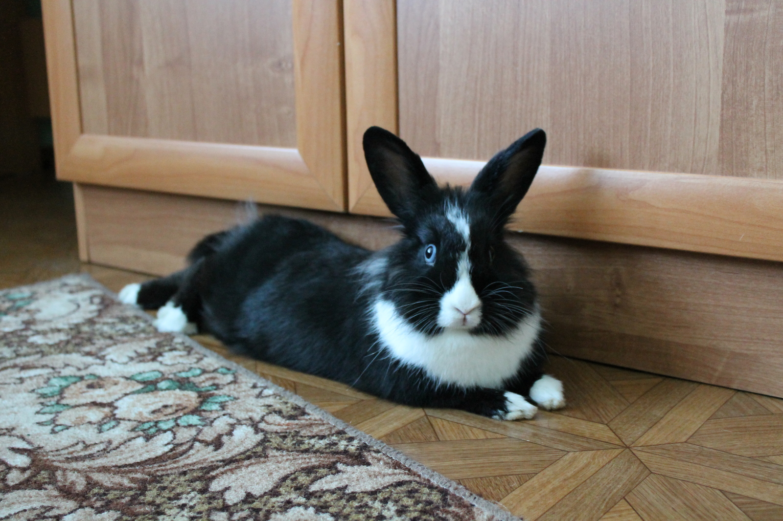 home fluffy - My, Longpost, Rabbit, Pet, Pets