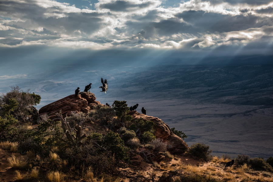 Bird Photography Contest Winners - Birds, The photo, beauty, Longpost, Interesting