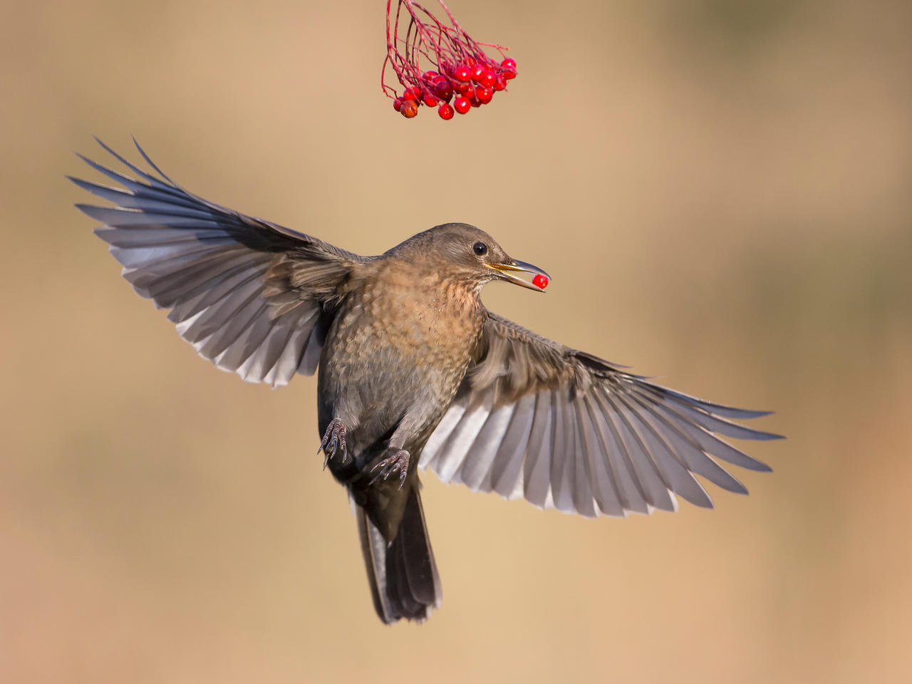 Bird Photography Contest Winners - Birds, The photo, beauty, Longpost, Interesting