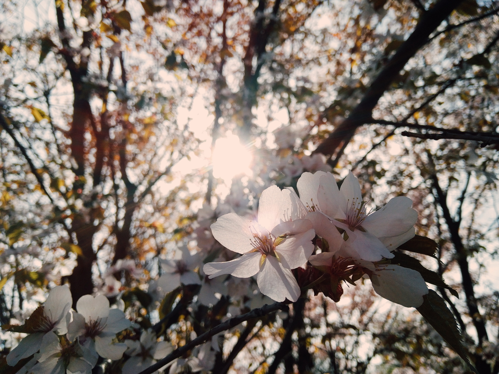 Cherry blossoms in Petersburg - My, Sakura, Saint Petersburg, Spring, Nature, Bloom, Mobile photography, Longpost