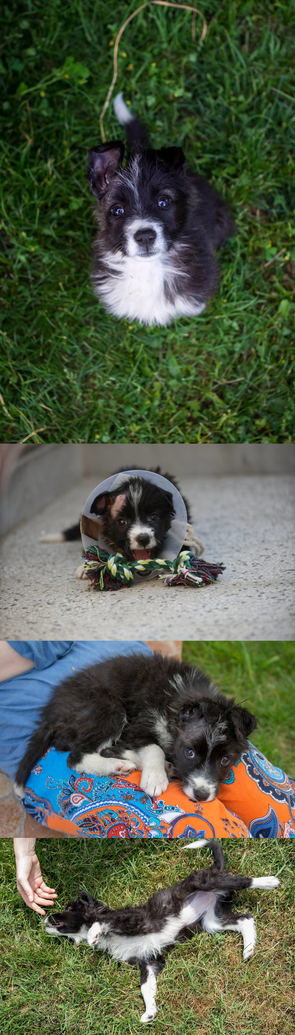 Puppy in Bulgaria looking for a home - Bulgaria, Dog, I will give, Puppies, Longpost, In good hands, No rating