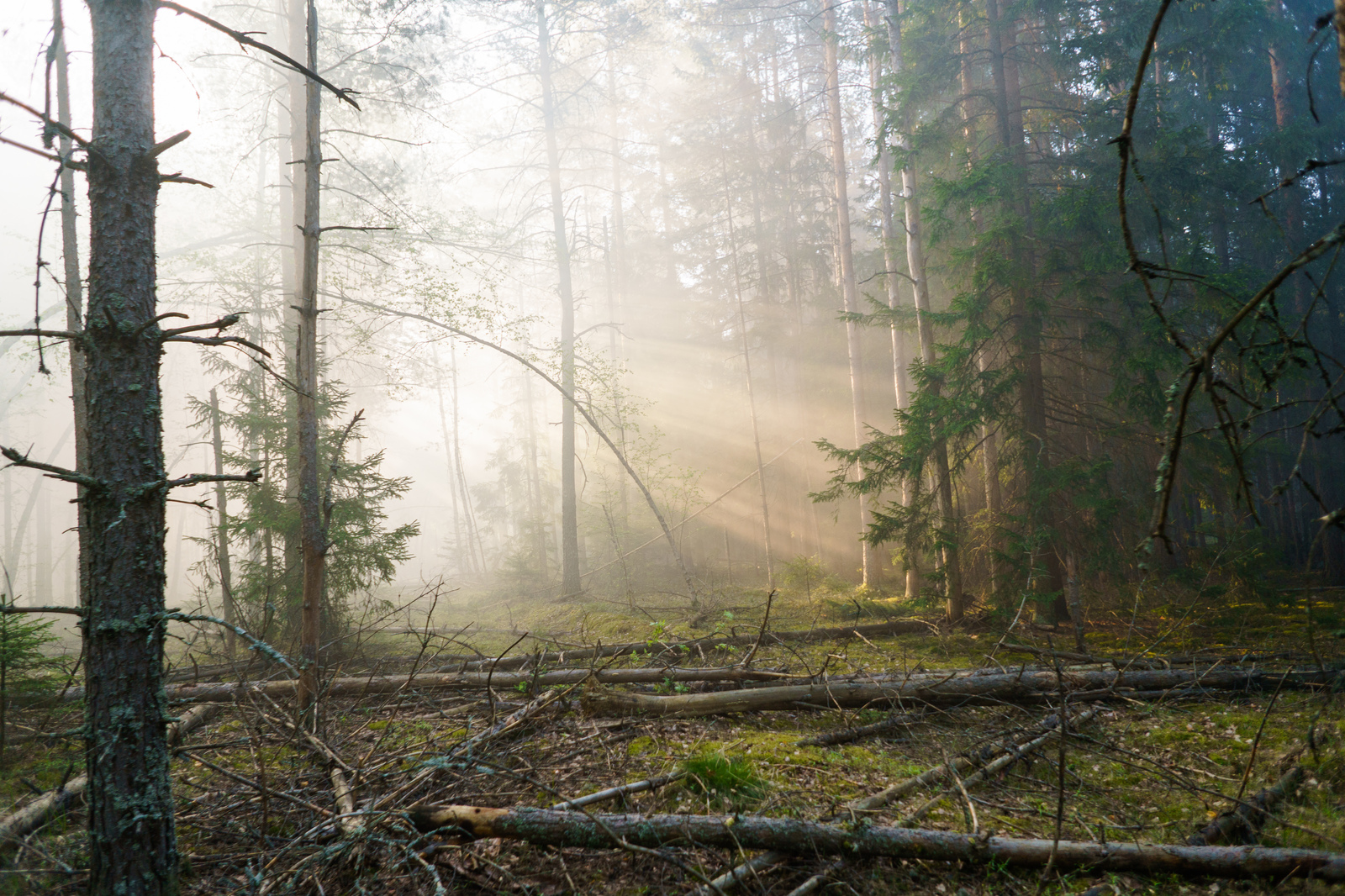 Morning, sun, forest and smoke - My, The photo, Nature, Forest, The sun, Morning, Landscape, Longpost