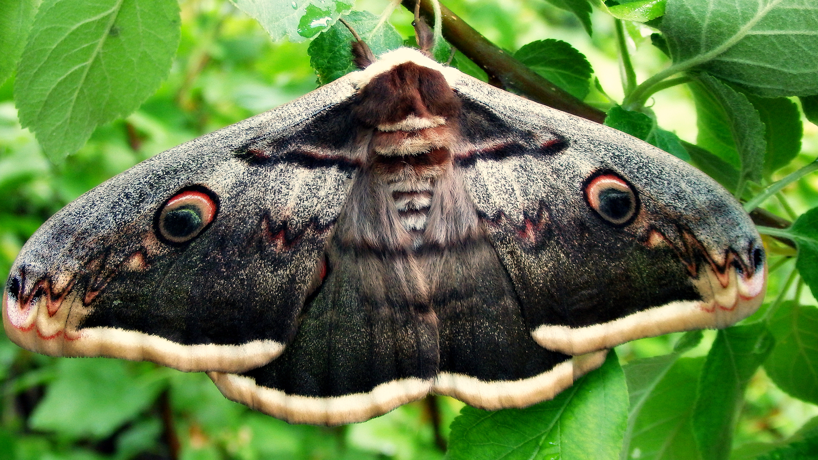 Чем питается бабочка павлиноглазка. Бабочка ночная Грушевая Павлиноглазка. Павлиноглазка Грушевая бабочка. Бабочка Сатурния Павлиноглазка. Ночной павлиний глаз бабочка.
