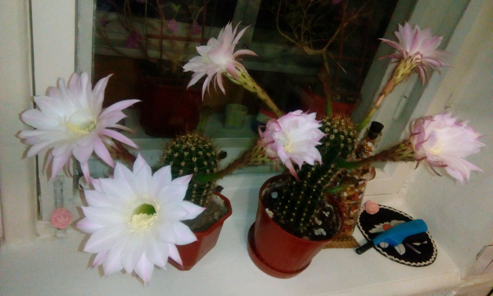 After 3 years decided to bloom - My, Cactus, bloomed, Flowers