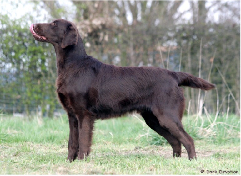 About breeds of dogs. - Dog breeds, Hunting dogs, Retriever, Longpost