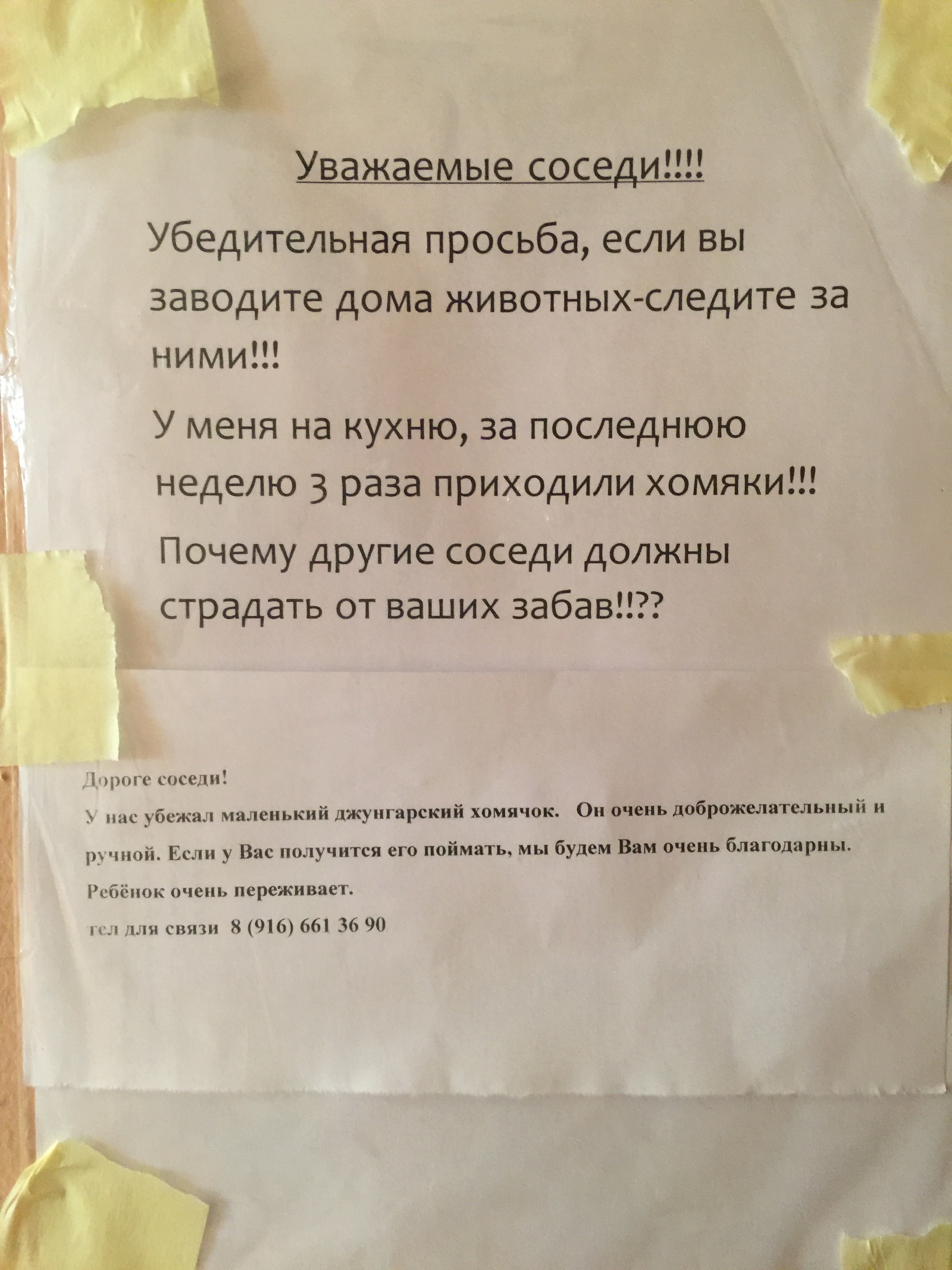 Майские хомячки в подъездном чатике. | Пикабу