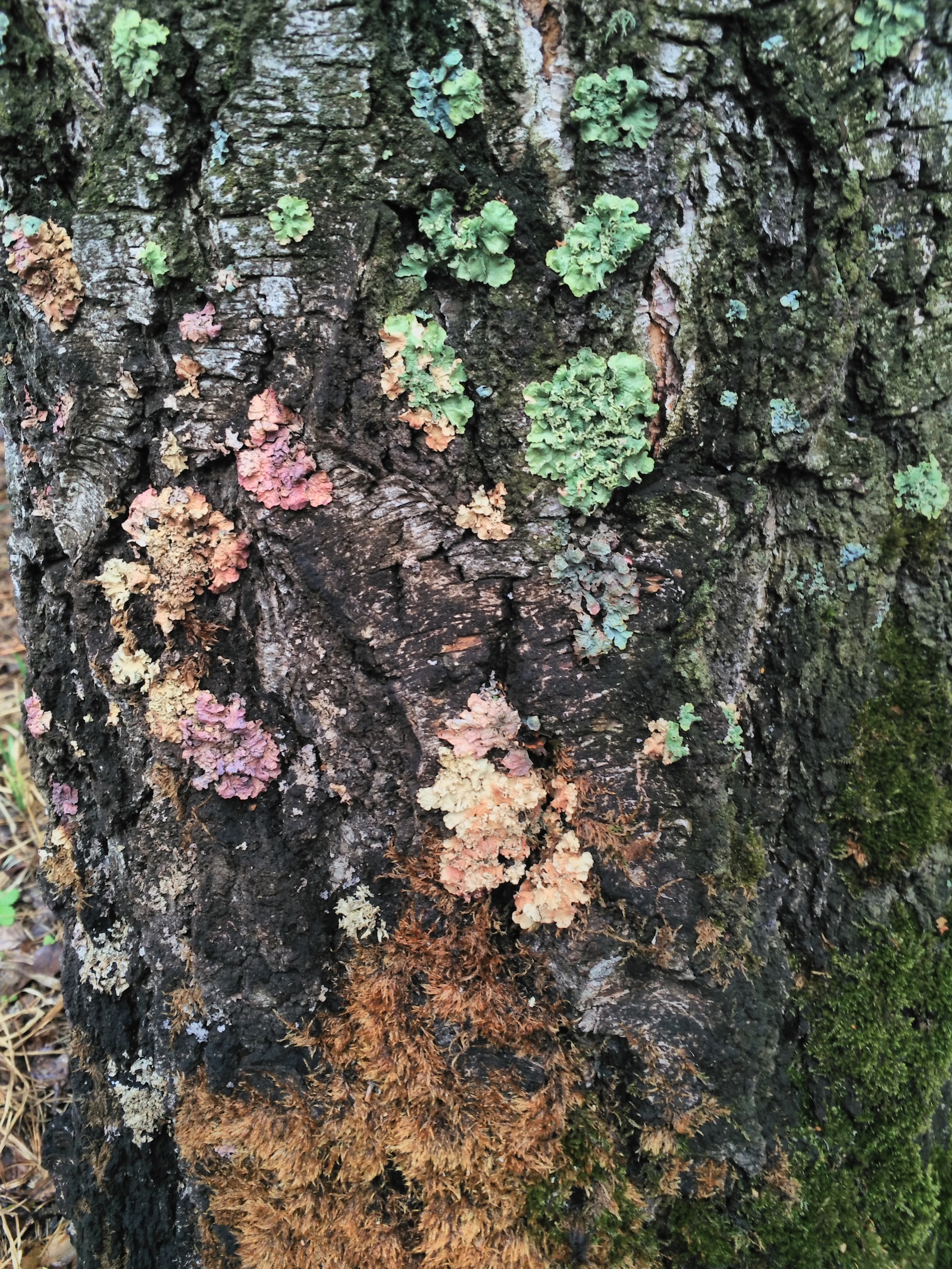 Spring in Novosibirsk. From the flowers so far only these. - My, wildlife, Lichen