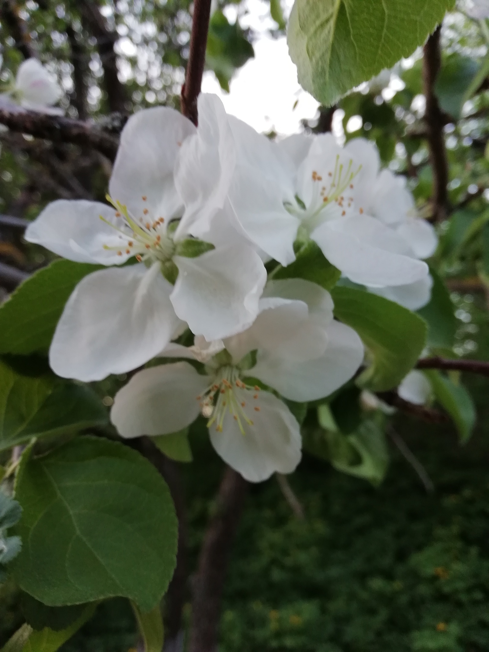 Apple blossom. Spring last weeks. - My, , The photo, Apple tree, Apple blossom, Longpost