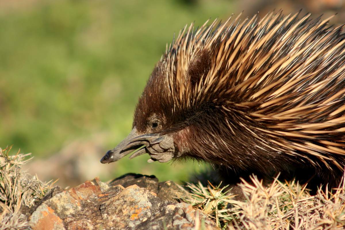 7 Australian animals that wish they could kill but can't - My, Australia, Animals, Longpost