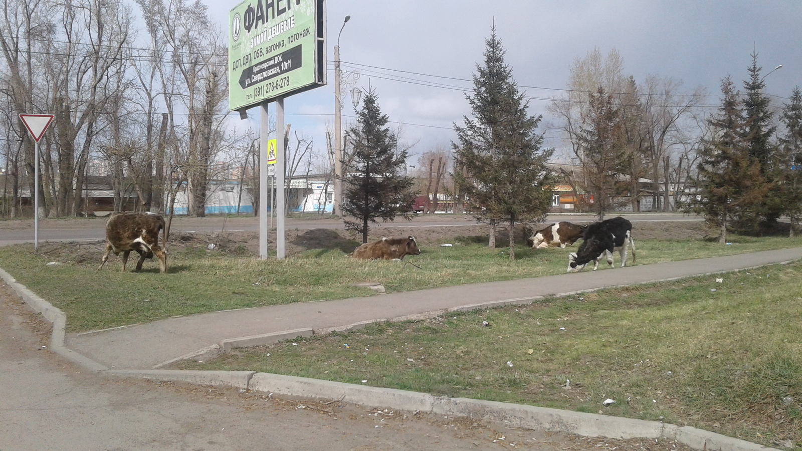 Universiade 2019 in Krasnoyarsk is coming soon. tire disaster - My, Universiade 2019, Tires, Beautification, Krasnoyarsk, Longpost