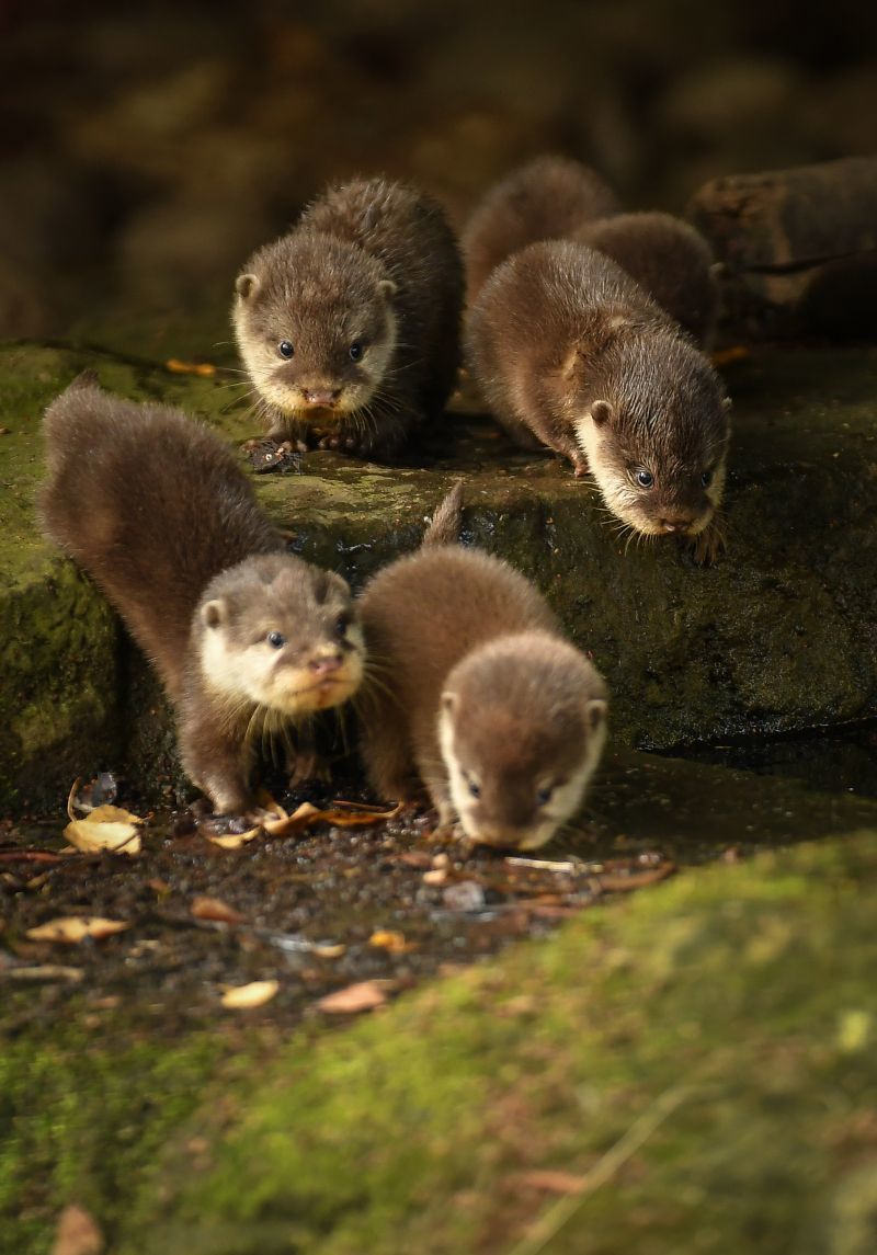 Otter - Otter, Toddlers, Milota, Children